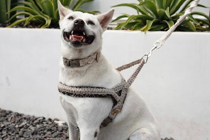 "The Mac". Macrame Dog Collar - Beige