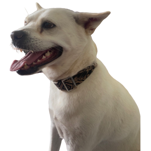 "The Mac". Macrame Dog Collar - Walnut