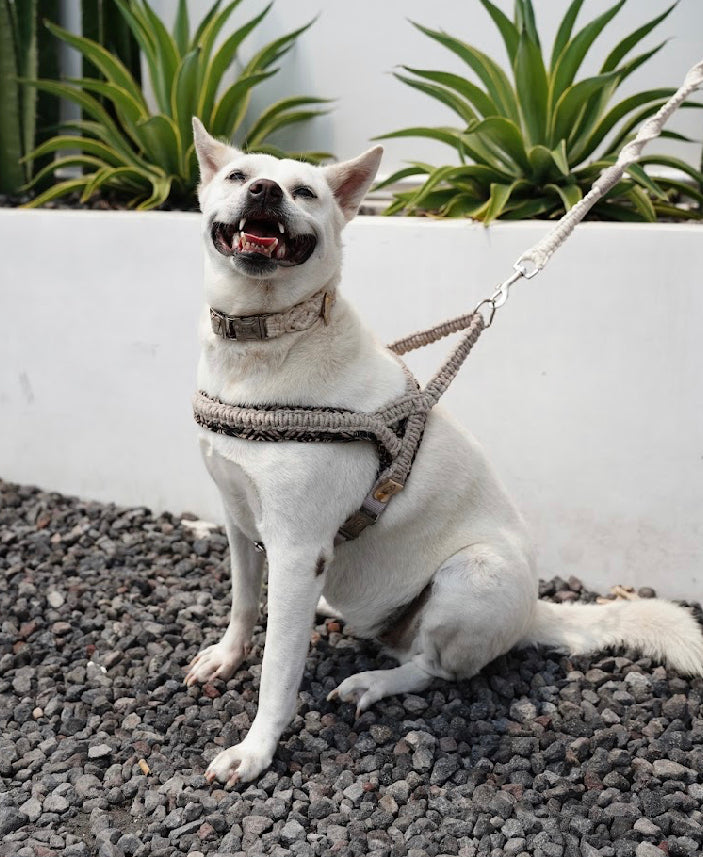 "The Bronzie'. Macrame Dog Collar - Beige