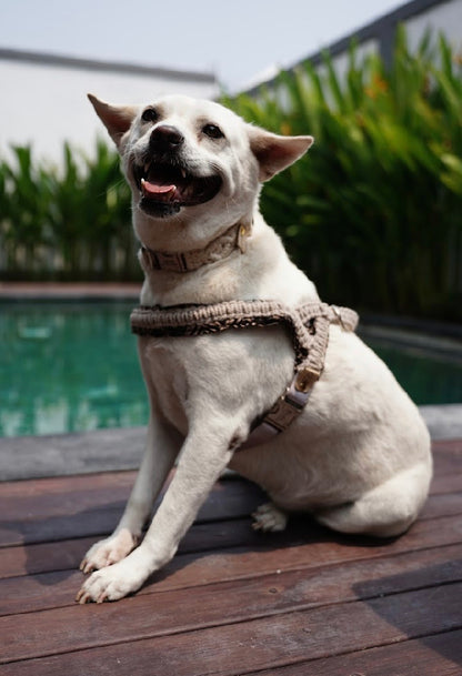 "The Mac" Harness