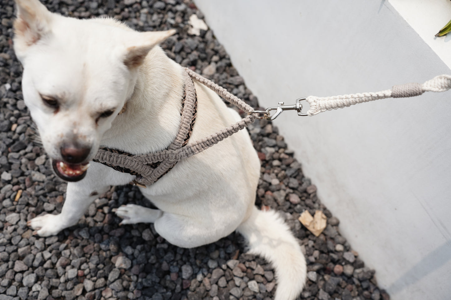 "The Mac". Macrame Dog Leash - Beige/ Creme