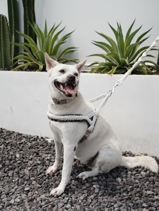 "The Mac". Macrame Harness - White